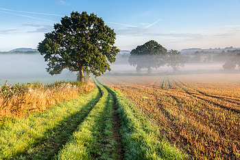 Nature, Grass, Wood, Road, Tree, Fog HD wallpaper