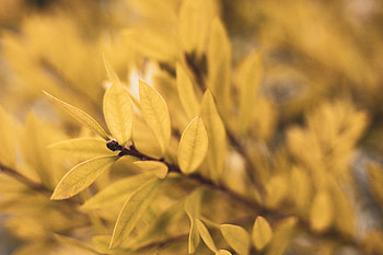 Leaves, Plant, Macro, Blur, Smooth, Branch HD wallpaper