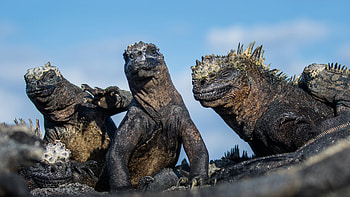 Wildlife, South and Western Galapagos HD wallpaper