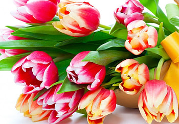 Tulips, tulip, flowers, flower HD wallpaper