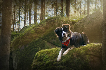 Border Collie, animal, dog, green, cute, paw, forest, caine HD wallpaper