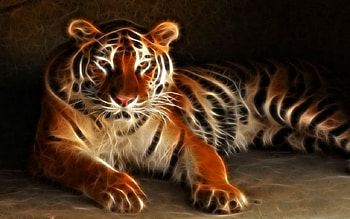 Winter Coat, winter, coat, tiger HD wallpaper