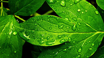 Green leaves , Refreshing sight, Serene foliage, Nurturing nature HD wallpaper
