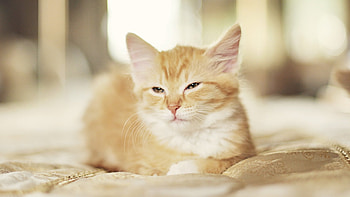 Cat, kitten, kitty, cats, cute, sleepy, sleeping, beauty, animals, hat, sweet, beautiful, paws, cat face, pretty, face, lovely HD wallpaper