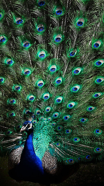 Peacock, Beautiful Peacock, Bird, beautiful peacock bird HD phone wallpaper