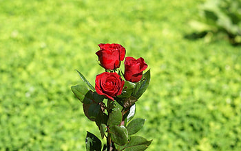 Flowers, Roses, Drops, Greens, Bouquet HD wallpaper