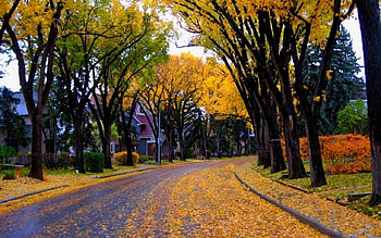 Autumn, leaf, nature, tree HD wallpaper
