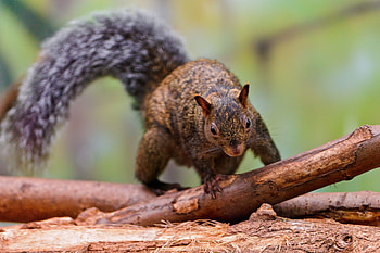 Animals, Squirrel, Tail, Climb, Logs HD wallpaper