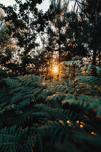 Nature, Trees, Sun, Fern, Beams, Rays, Forest HD phone wallpaper