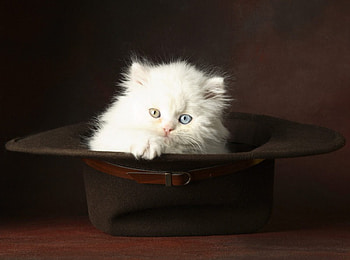 Beautiful eyes, cats, kittens HD wallpaper