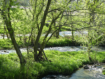 Nature, Rivers, Trees HD wallpaper