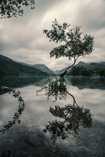 A tranquil scene of a tree reflected in a calm mountain lake under a cloudy sky. HD phone wallpaper