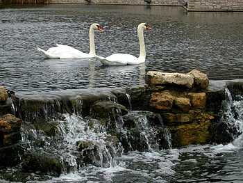 Swan by a Falls, falls, swan, water, rock HD wallpaper