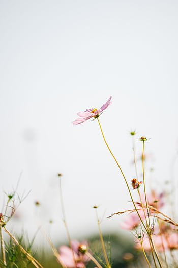Beautiful cosmos flower standing tall in a peaceful, sunlit meadow setting. HD phone wallpaper