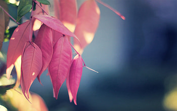 Background, Leaves, Macro, Wood, Tree, Color HD wallpaper