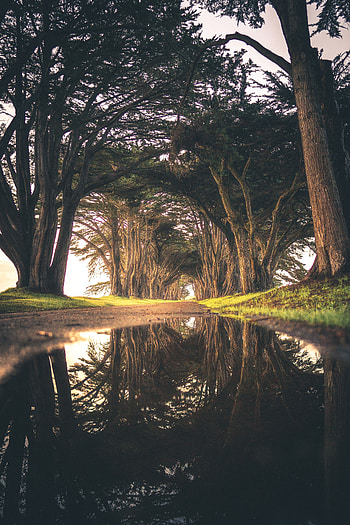 Nature, Trees, Reflection, Road, Puddle HD phone wallpaper