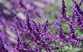 Grass, Leaves, Violet, Plant, Macro, Purple HD wallpaper