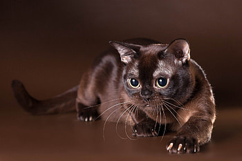 Burmese , Stunning backgrounds, , Beautiful cats HD wallpaper