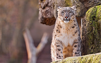 Animals, Stones, Snow Leopard, Sit, Spotted, Spotty, Predator, Big Cat, Moss HD wallpaper