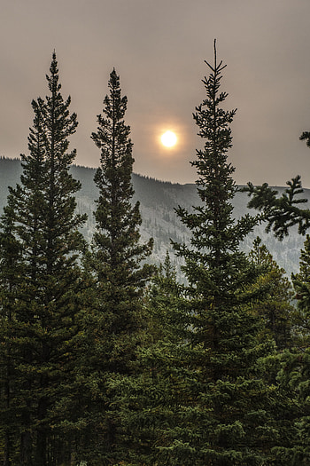 Nature, Trees, Sun, Forest, Spruce, Fir, Mainly Cloudy, Overcast HD phone wallpaper