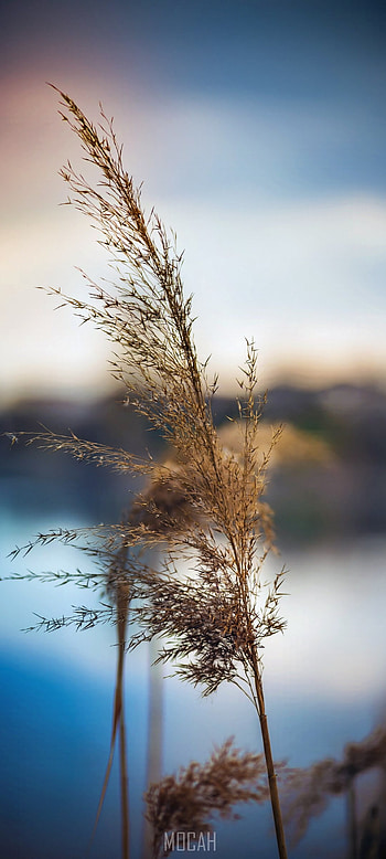 share blog and wilderness , Oppo Reno Ace , , Oppo Reno 7 HD phone wallpaper
