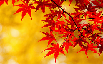 Plants, Background, Leaves HD wallpaper