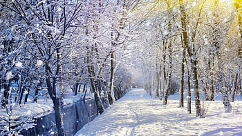 River flowing through a park, winter, trees, river, snow HD wallpaper