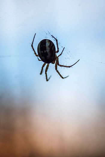 Web, Macro, Close-Up, Spider HD phone wallpaper