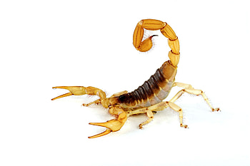 LEGO scorpion, Playful design, Toy aesthetics, Creative inspiration HD wallpaper