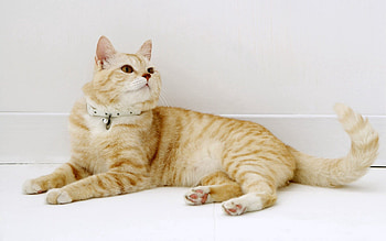 Animals, Cat, To Lie Down, Lie, Striped, Sweetheart, Nice HD wallpaper
