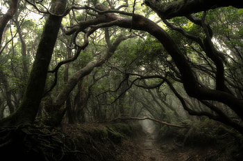 Fangorn, Movies, Misty, Dark Forest HD wallpaper