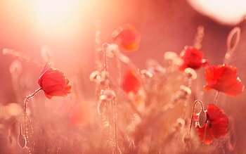Poppy Flowers, flowers HD wallpaper