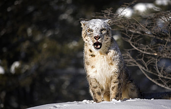 Animals, Winter, Snow HD wallpaper