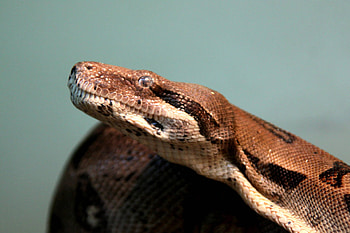 Snake , Python snake, Reptile graphy, CC BY license HD wallpaper