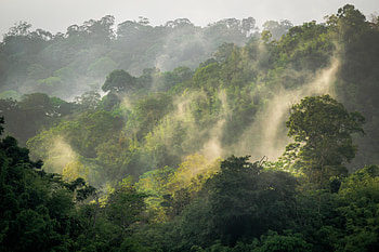Belum-Temengor Reserve, Amazon Rain Forest HD wallpaper