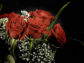 Bouquet of dark red roses, bouquet, roses, beautiful, dark, nice, delicate, pretty, red, flowers, lovely, harmony HD wallpaper
