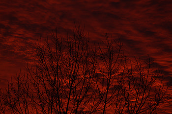 Nature, Trees, Sky, Bush HD wallpaper