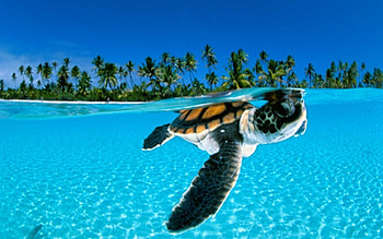 Animals, Turtles, Sea, Beach, Palms HD wallpaper