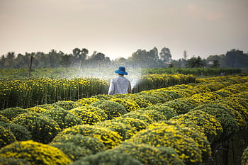 A farmer watering a vibrant field of yellow flowers under daylight in summer. HD wallpaper