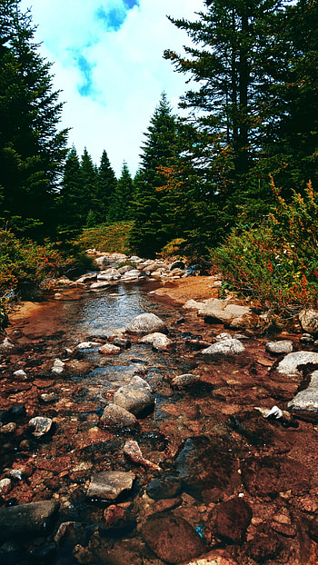 Nature, Rivers, Trees, Stones, Sky, Spruce, Fir HD phone wallpaper