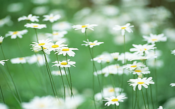 Plants, Flowers, Camomile HD wallpaper