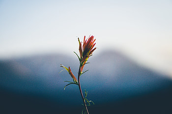 Flowers, Flower, Blur, Smooth, Stem, Stalk HD wallpaper
