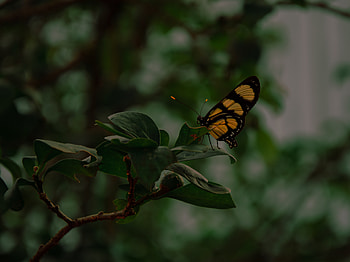 Leaves, Macro, Insect, Butterfly HD wallpaper