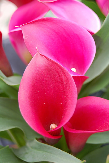 Calla Lily, Creative ideas, Inspirational beauty, Botanical wonder HD phone wallpaper