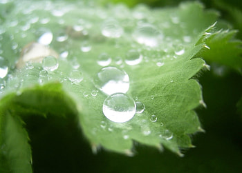 Droplets on Leaf, drops, leaf, nature, green HD wallpaper