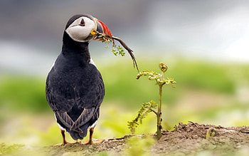 Animals, Grass, Bird, Dead End, Cul-De-Sac, Pafin HD wallpaper