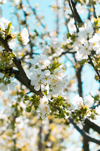 Spring, Flowers, Macro, Blur, Smooth, Bloom, Flowering, Branch HD phone wallpaper