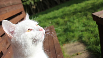 White Cat, white, cat, animals, cute HD wallpaper