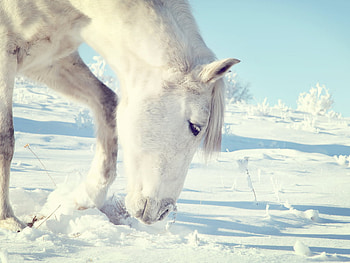 Horse in the snow, animal, winter, horse, snow HD wallpaper