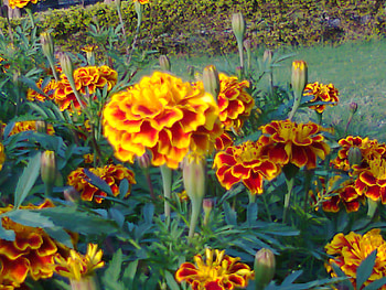 Flowers, garden, nature HD wallpaper